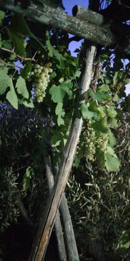 Pietramiliare Διαμέρισμα Trecase Εξωτερικό φωτογραφία
